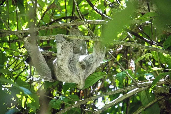 Prodej rodinného domu, Puerto Carrillo, Kostarika, 210 m2