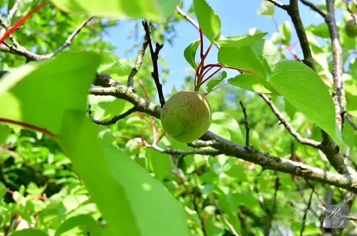 Prodej chaty, Dolní Zálezly, 37 m2