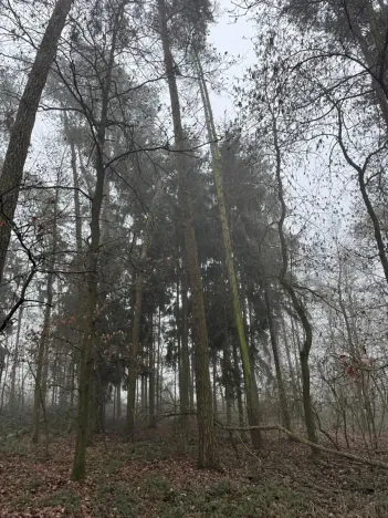 Prodej lesa, Milavče, 5759 m2