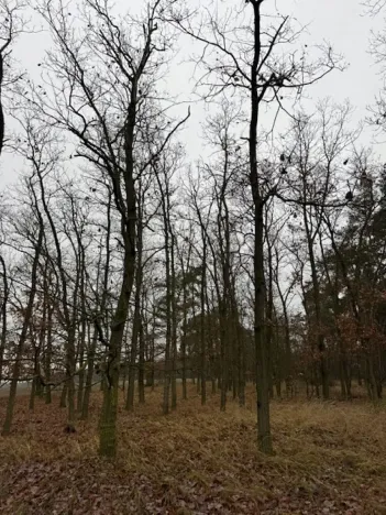 Prodej lesa, Libotenice, 63021 m2