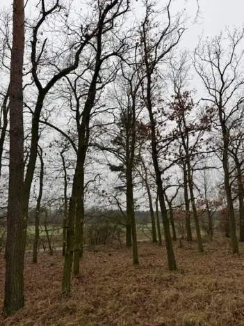 Prodej lesa, Libotenice, 63021 m2