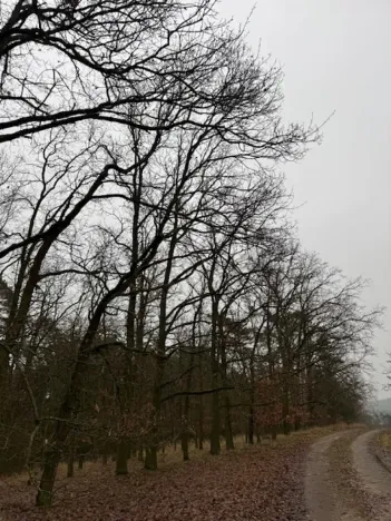 Prodej lesa, Libotenice, 63021 m2