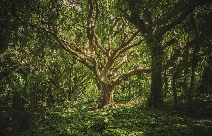 Prodej lesa, Nučice, 10985 m2