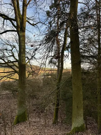 Prodej lesa, Klatovy, 8497 m2