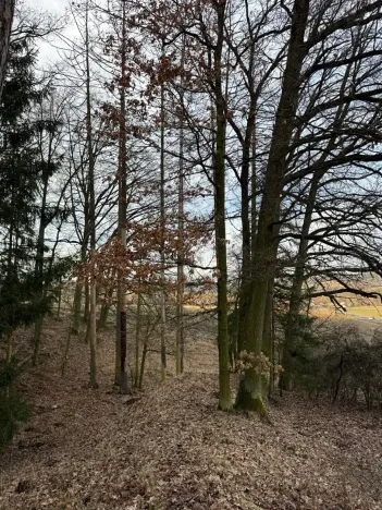 Prodej lesa, Klatovy, 8497 m2