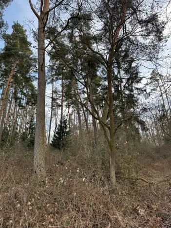 Prodej lesa, Klatovy, 8497 m2