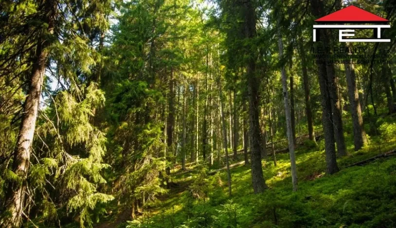 Prodej lesa, Morávka, 13415 m2