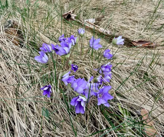 Prodej rodinného domu, Náchod, Neumannova, 110 m2