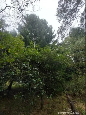 Prodej lesa, Otín, 213 m2