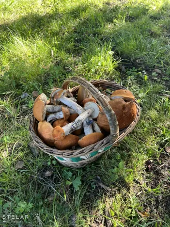 Prodej chaty, Staré Hamry, 120 m2