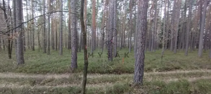 Prodej lesa, Borovany - Vrcov, 18645 m2