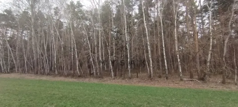 Prodej lesa, Borovany - Vrcov, 18645 m2