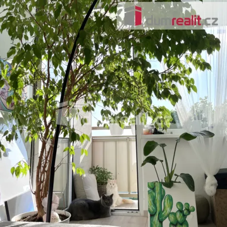 Pronájem bytu 2+1, Roudnice nad Labem, Alej 17. listopadu, 63 m2