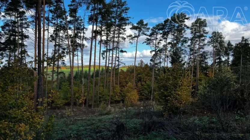 Prodej lesa, Štěchovice, 8586 m2
