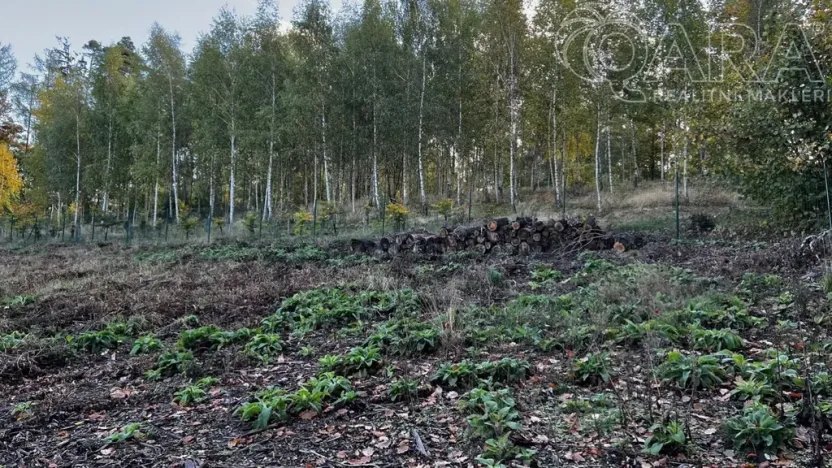 Prodej lesa, Štěchovice, 8586 m2