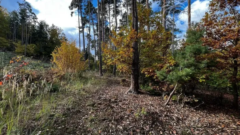 Prodej lesa, Štěchovice, 8586 m2