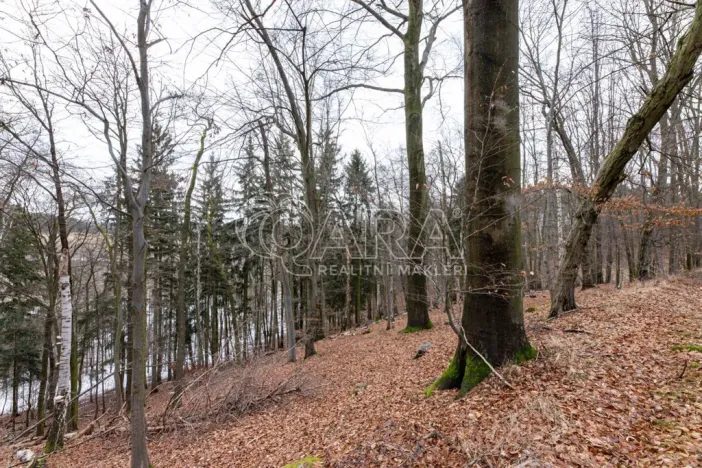 Prodej lesa, Velké Popovice, 19731 m2
