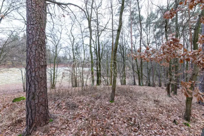 Prodej lesa, Velké Popovice, 19731 m2