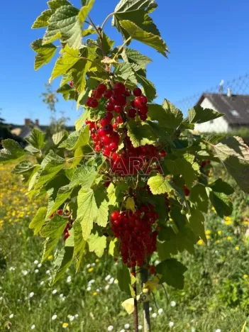 Prodej pozemku pro bydlení, Týnec nad Sázavou, 1201 m2