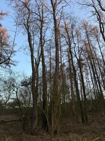 Prodej lesa, Velké Všelisy, 8197 m2