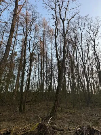 Prodej lesa, Velké Všelisy, 8197 m2