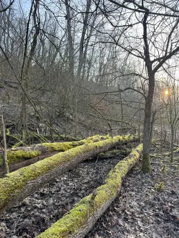 Prodej lesa, Velké Všelisy, 8197 m2