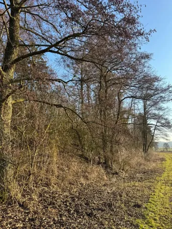 Prodej lesa, Nový Malín, 8466 m2