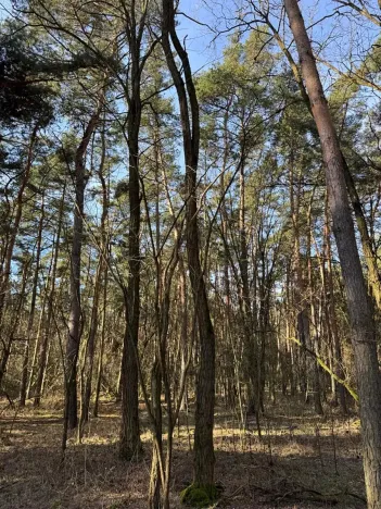 Prodej lesa, Vracov, 3963 m2