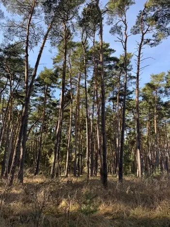 Prodej lesa, Vracov, 3963 m2