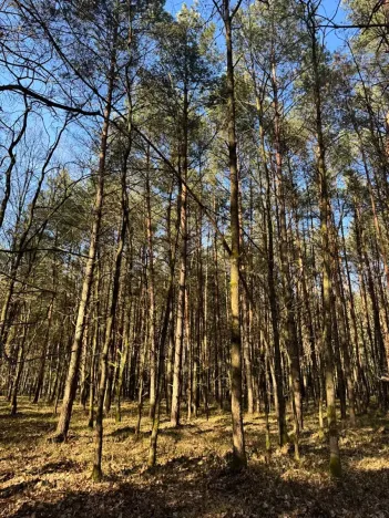 Prodej lesa, Týniště nad Orlicí, 6788 m2