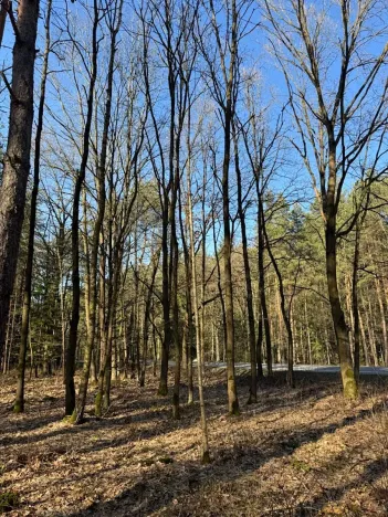 Prodej lesa, Týniště nad Orlicí, 6788 m2