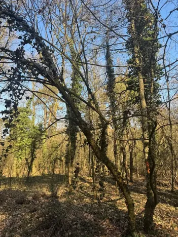 Prodej podílu lesa, Kolín, 877 m2