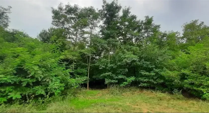 Prodej lesa, Týnec nad Labem, 7501 m2