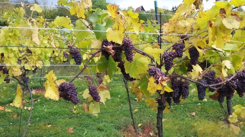 Prodej pozemku pro bydlení, Velké Žernoseky, 4490 m2