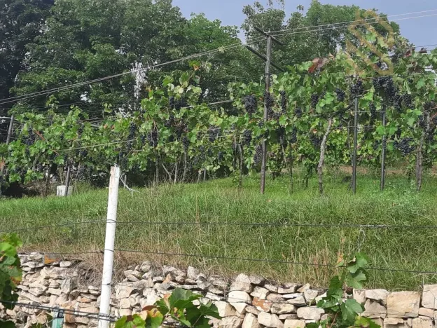 Prodej pozemku pro bydlení, Velké Žernoseky, 4490 m2