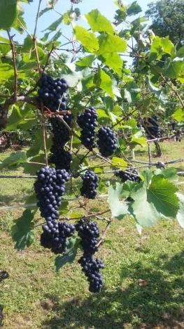 Prodej pozemku pro bydlení, Velké Žernoseky, 4490 m2