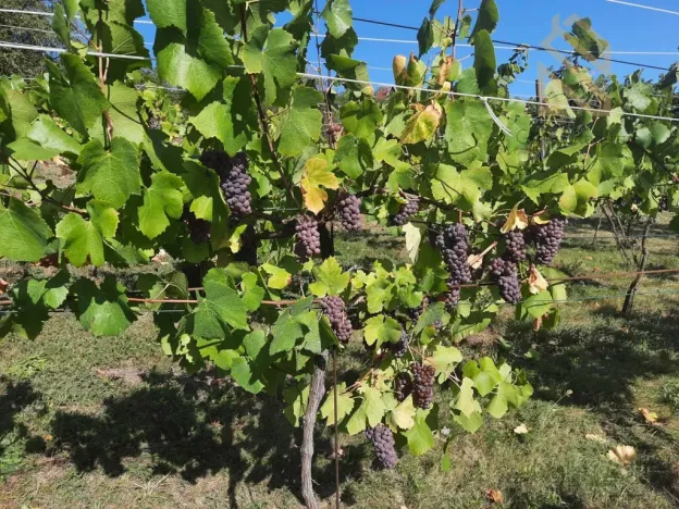 Prodej pozemku pro bydlení, Velké Žernoseky, 4490 m2