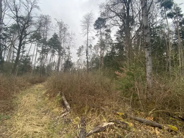 Prodej lesa, Blížejov - Lštění, 7793 m2