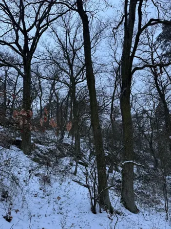 Prodej lesa, Kralupy nad Vltavou, 20392 m2