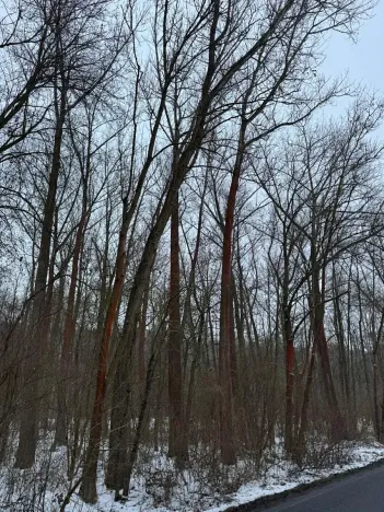 Prodej lesa, Kralupy nad Vltavou, 20392 m2