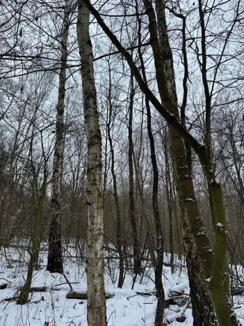 Prodej lesa, Kralupy nad Vltavou, 20392 m2