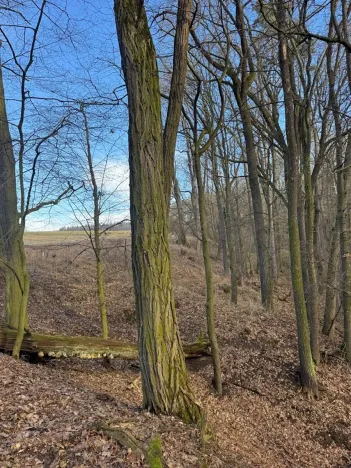 Prodej lesa, Kroměříž, 1674 m2