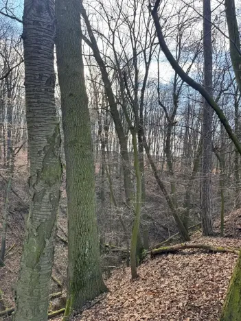 Prodej lesa, Kroměříž, 1674 m2