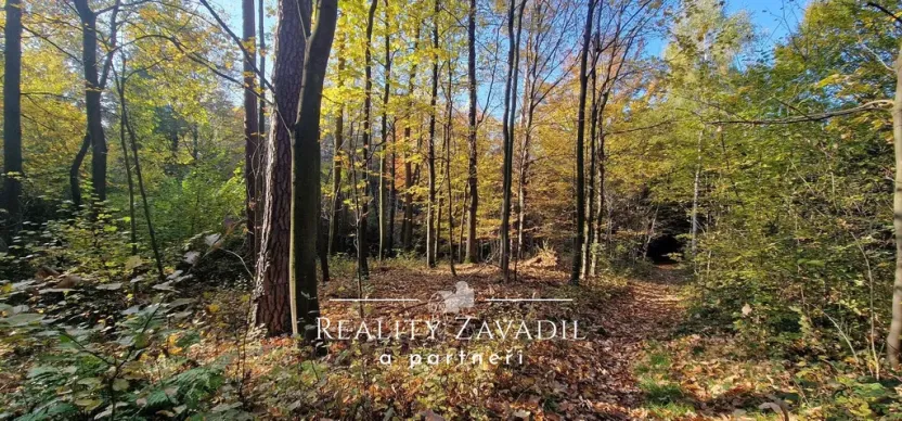 Prodej lesa, Prostřední Bečva, 25462 m2