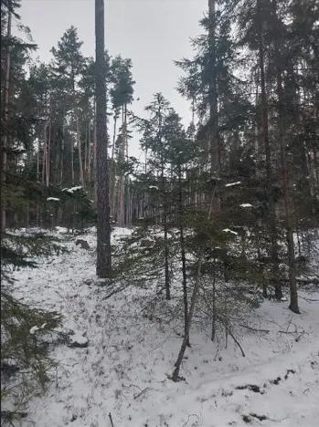 Prodej lesa, Častrov, 1295 m2