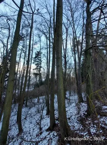 Prodej lesa, Hořepník, 9539 m2