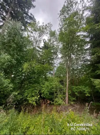 Prodej lesa, Cerekvička-Rosice, 2498 m2