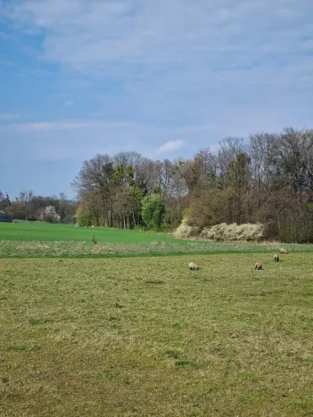 Pronájem pole, Štramberk, Novojičínská, 850 m2