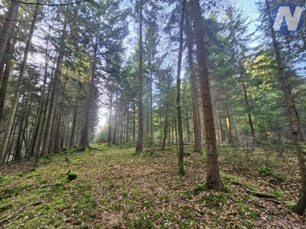 Prodej lesa, Borovany - Trocnov, 9174 m2