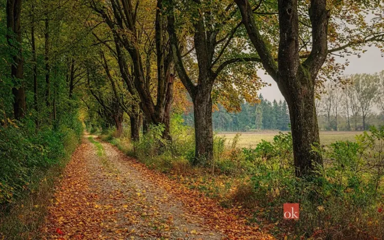 Prodej pozemku pro bydlení, Čavisov, 885 m2